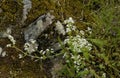 Heath Bedstraw