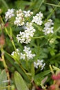 Heath Bedstraw Royalty Free Stock Photo