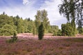 Heath bloom in the LÃÂ¼neburg Heath