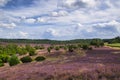 Heath bloom in the LÃÂ¼neburg Heath