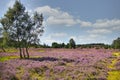 Heath bloom in the LÃÂ¼neburg Heath