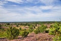 Heath bloom in the LÃÂ¼neburg Heath