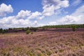 Heath bloom in the LÃÂ¼neburg Heath