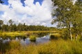 Heath bloom in the LÃÂ¼neburg Heath