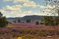 Heath bloom in the LÃÂ¼neburg Heath