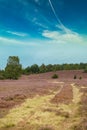 Heath bloom with trees in background and blue sky