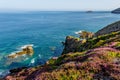 Heath at the coastline of Brittany, France Royalty Free Stock Photo