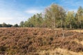 Heath field of Dutch National Park Veluwe Royalty Free Stock Photo