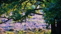 Heath field in the sun under tree Royalty Free Stock Photo