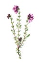 Heath flower. or Erica tetralix or the cross-leaved heath. or calluna flower. Antique hand drawn field flowers illustration. Vint