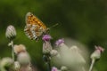 The heath fritillary, a brown and orange butterfly Royalty Free Stock Photo