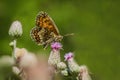 The heath fritillary, a brown and orange butterfly Royalty Free Stock Photo