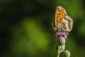 The heath fritillary, a brown and orange butterfly on thistle Royalty Free Stock Photo