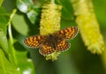 Heath fritillary butterfly on the catkin tree