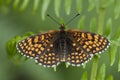 Heath fritillary butterfly, Melitaea athalia Royalty Free Stock Photo