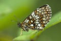 Heath fritillary butterfly, Melitaea athalia