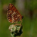 Heath fritillary butterfly, Melitaea athalia Royalty Free Stock Photo