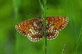 Heath fritillary butterfly, Melitaea athalia Royalty Free Stock Photo