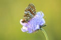 Heath fritillary butterfly, melitaea athalia, pollinating