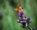 Heath Fritillary Royalty Free Stock Photo