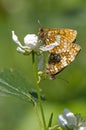 Heath Fritillary Royalty Free Stock Photo