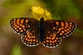 Heath fritillary Melitaea athalia butterfly, Royalty Free Stock Photo