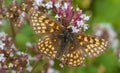 Heath fritillary Melitaea athalia butterfly male Royalty Free Stock Photo