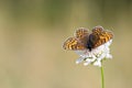 Heath fritillary Melitaea athalia on a flower Royalty Free Stock Photo