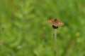 Heath fritillary  Melitaea athalia Royalty Free Stock Photo