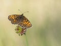 Heath fritillary, Melitaea athalia Royalty Free Stock Photo