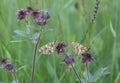 Heath fritillary, Melitaea athalia resting on Purple Marshlocks, Comarum palustre Royalty Free Stock Photo