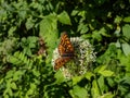 The heath fritillary Melitaea athalia with upperside dark brown and orange brown, with orange-brown spots and white fringe to Royalty Free Stock Photo