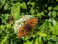 The heath fritillary Melitaea athalia with upperside dark brown and orange brown, with orange-brown spots and white fringe to Royalty Free Stock Photo