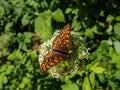 The heath fritillary (Melitaea athalia) with upperside dark brown and orange brown, with orange-brown spots Royalty Free Stock Photo