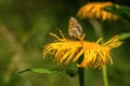 Heath Fritillary butterfly sitting on a yellow flower Royalty Free Stock Photo