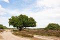 Heath in landscape