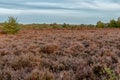 Heath landscape in autumn colors Royalty Free Stock Photo