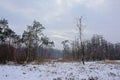 Heath landscape with bare and coniferous trees and snow