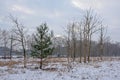 Heath landscape with barer and coniferous trees and snow