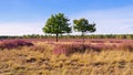 Heath landscape with flowering Heather