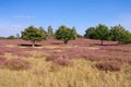 Heath landscape with flowering Heather