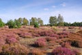 Heath landscape with flowering Heather