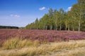 Heath landscape with flowering Heather