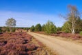 Heath landscape with flowering Heather and path