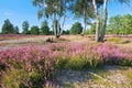 Heath landscape with flowering Heather and path