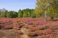 Heath landscape with flowering Heather and path