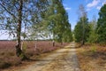 Heath landscape with flowering Heather and path