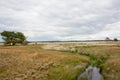 Heath landscape at Hoge Veluwe, Netherlands Royalty Free Stock Photo