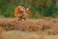 Heath Moorland, autumn animal behaviour. Hind doe of red deer, rutting season, Hoge Veluwe, Netherlands. Deer stag, bellow adult