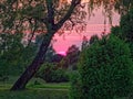 Heath nature with bent birch tree by dusk and pinkish glowing sky